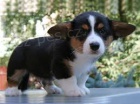 Tricolor a erven welsh corgi pembroke tata se taty Modrch o