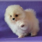 POMERANIAN s PP