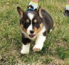 Jsme jedin schvlen welsh corgi Pembroke chovatel.