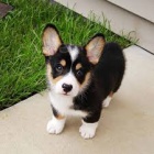 Jsme jedin schvlen welsh corgi Pembroke chovatel.