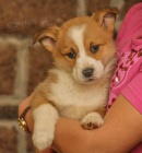 ttka Pembroke Welsh Corgi