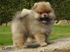 Pomeranian s PP