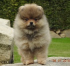 Pomeranian s PP