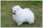 Pomeranian s PP,