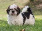 Shih-tzu, i-tzu pejsek s PP