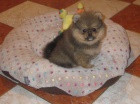 Pomeranian