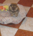 Pomeranian