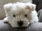 West Highland White Terrier