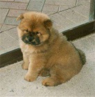 tata Chow Chow