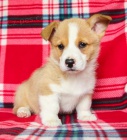 Rodina zvednut veltina Corgi (Pembroke) tata