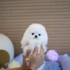 Pomeranian teniatka