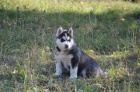 Siberian husky