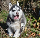 Siberian husky