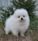 Pomeranian tata S PP