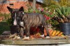 ttka Miniaturn Bull Terrier