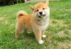 tata Akc Shiba Inu pro adopci