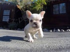 Ohromujc vrek Ndhern AKC Reg French Bulldog Puppies