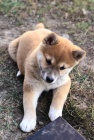 shiba inu tata pro vnon