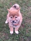 shiba inu tata pro vnon