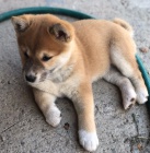 shiba inu tata pro vnon