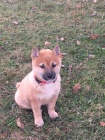 shiba inu tata pro vnon