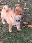 shiba inu tata pro vnon