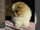 Nmeck pic Pomeranian