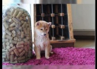 Shiba Inu tata