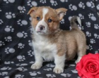 vesel elmy welsh corgi