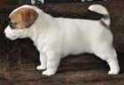 Jack Russell terrier s PP