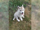 teniatka sibrsky husky