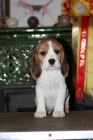 Bgl (beagle) - krsn ttka