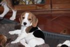 Bgl (beagle) - krsn ttka