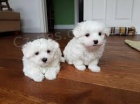 cuccioli di maltese maschio e 