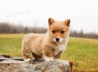 Pembroke Welsh Corgi tn