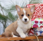 Sladk velsk Corgi (Pembroke) tn