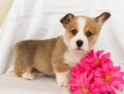 Krsn velsk Corgi (Pembroke) tata