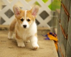 Rodina vychovv velsk Corgi (Pembroke) tata