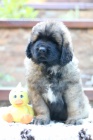 Leonberger teniatka s PP