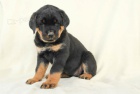 Mil rottweilerov tata