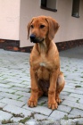 Rhod. Ridgeback teniatka s PP