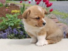 Pembroke welsh corgi ttka pipravena k prodeji