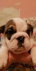 Disponibili bellissimi cuccioli di bulldog 