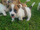 rozkon jack russell ttka