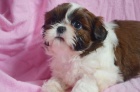 tata Shih tzu