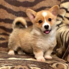 pembroke welsh corgi tata