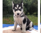 Modr oi sibisk husky