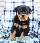 Loajln tata Rottweiler