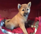 Rozkon tata Shiba Inu.