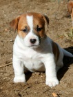 JACK RUSSELL TERRIER PUPPIES K DISPOZICI